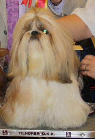 Shih Tzu Danmark
